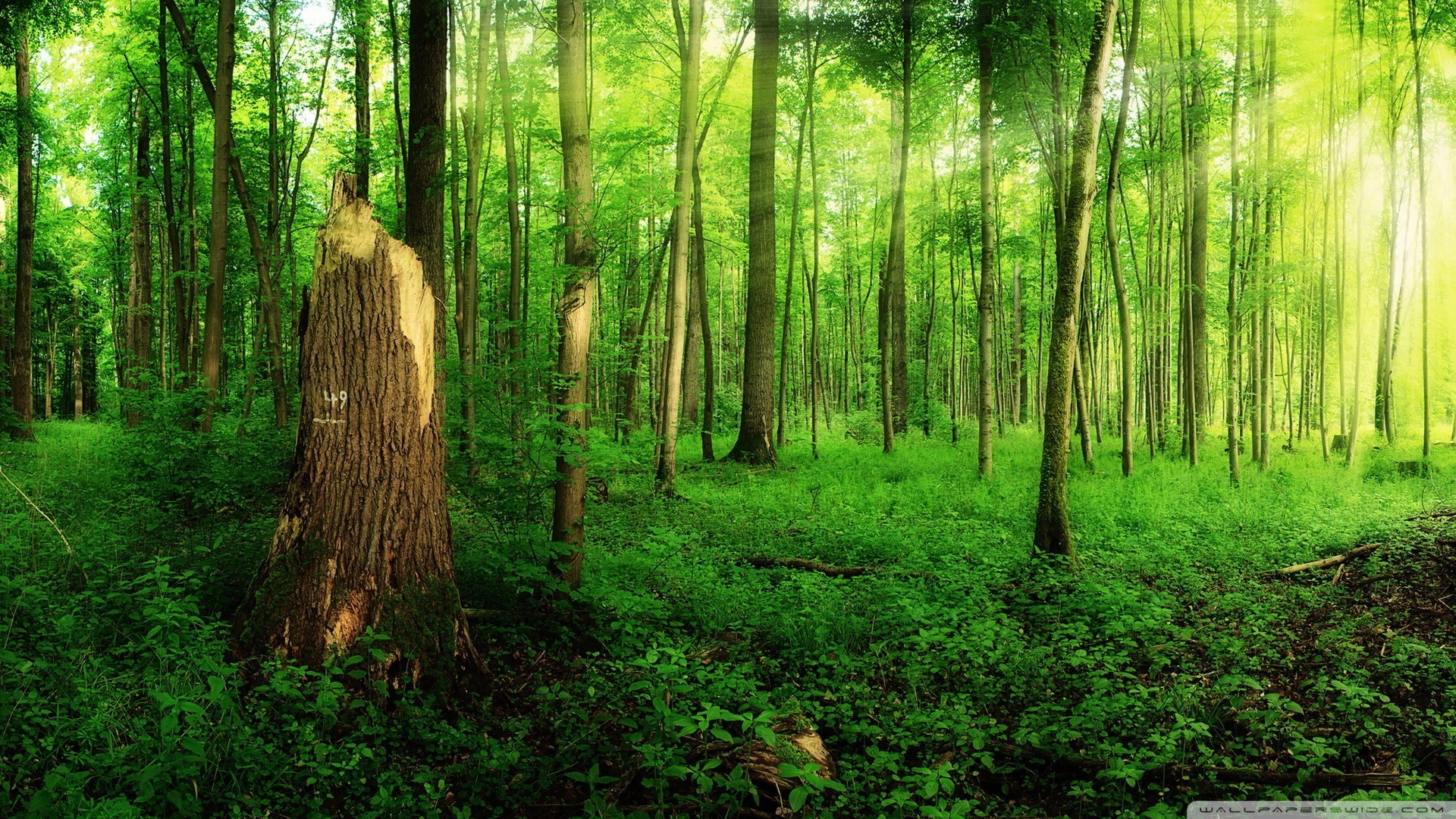 高清晰大自然绿色树林风景桌面壁纸